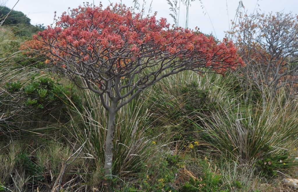 Euphorbia dendroides